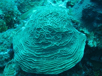 Diving in Belize